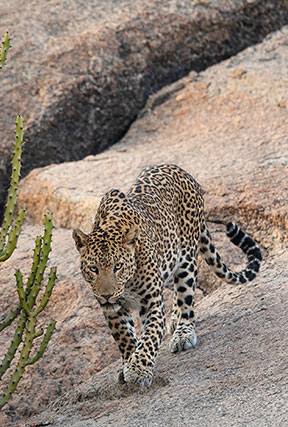 jawai the land of leopards