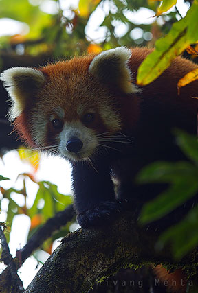 red pandas of nepal