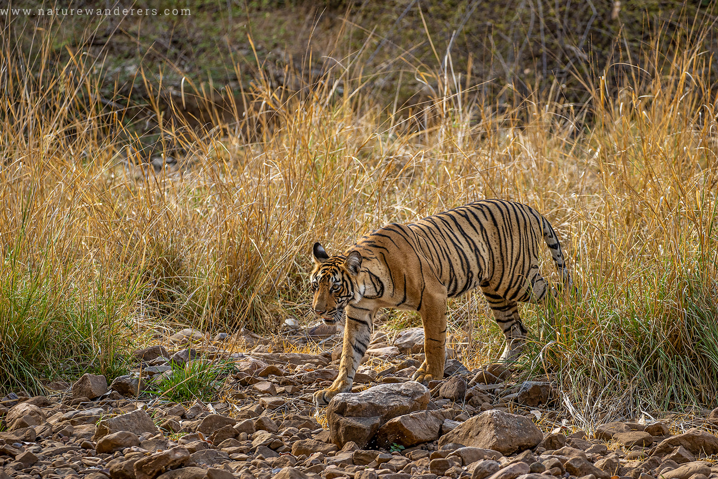 Tiger Marathon Batch 2 - Ranthambore - Nature Wanderers